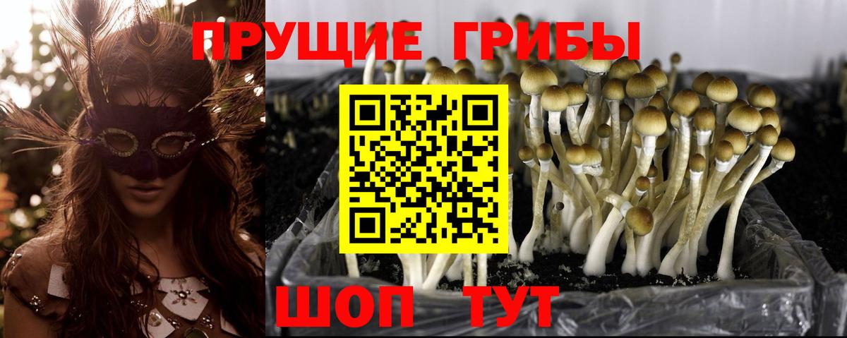 Псилоцибиновые грибы Magic Shrooms Великие Луки